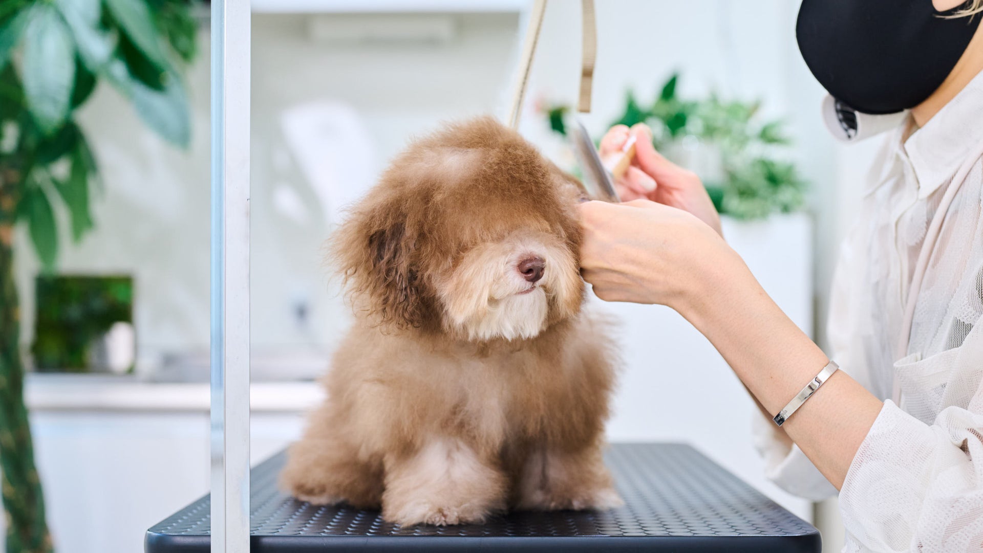 子犬を飼ったときに、やるべき10のこと